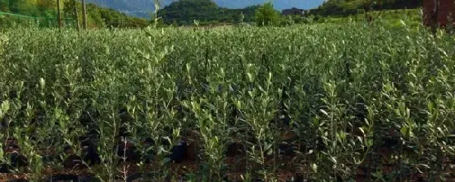 油橄榄种植的气候条件一亩油橄榄能收入多少
