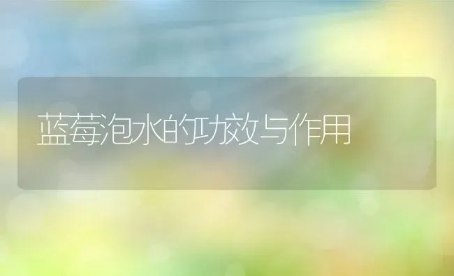 蓝莓泡水的功效与作用 | 养殖资料投稿