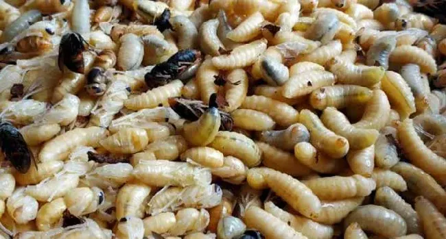 蜂蛹不适合什么人吃？一般人均可食用，但这4类人群不建议吃！