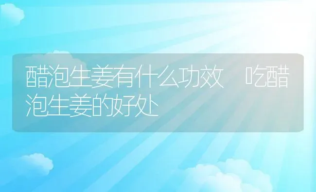 醋泡生姜有什么功效 吃醋泡生姜的好处 | 养殖资料投稿