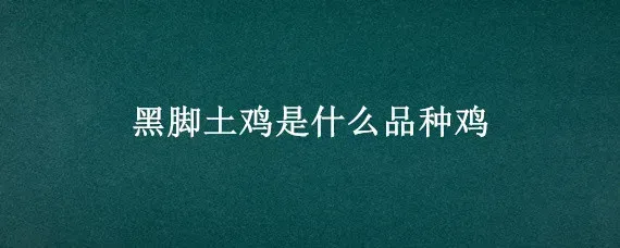 黑脚土鸡是什么品种鸡