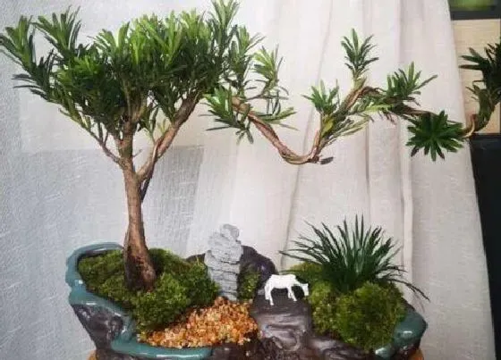 种植前景|种植罗汉松赚钱吗 种植的前景与收益