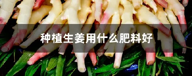 种植生姜用什么肥料好