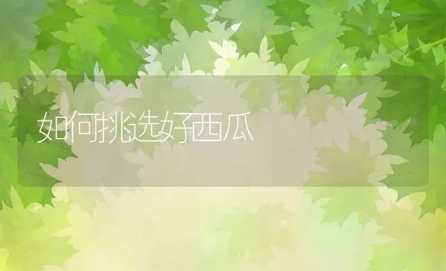 如何挑选好西瓜 | 养殖资料投稿
