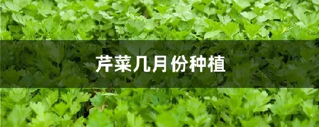 芹菜几月份种植