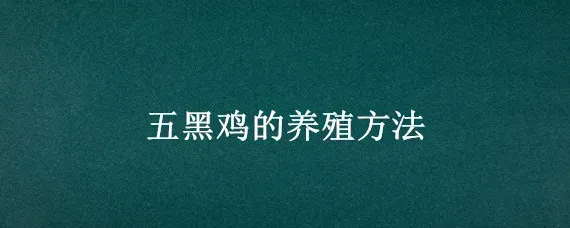五黑鸡的养殖方法