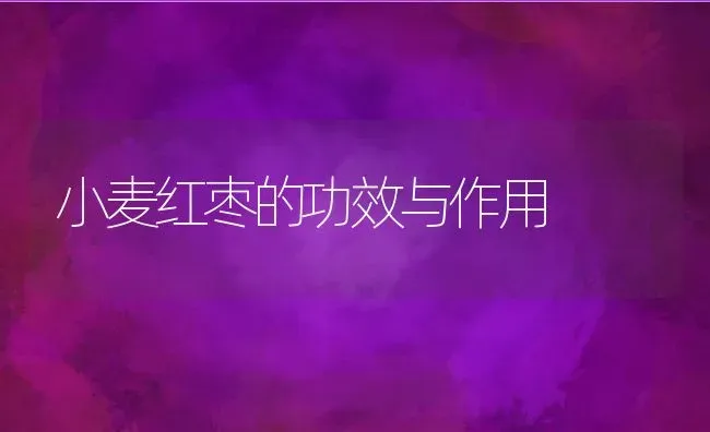 小麦红枣的功效与作用 | 养殖资料投稿