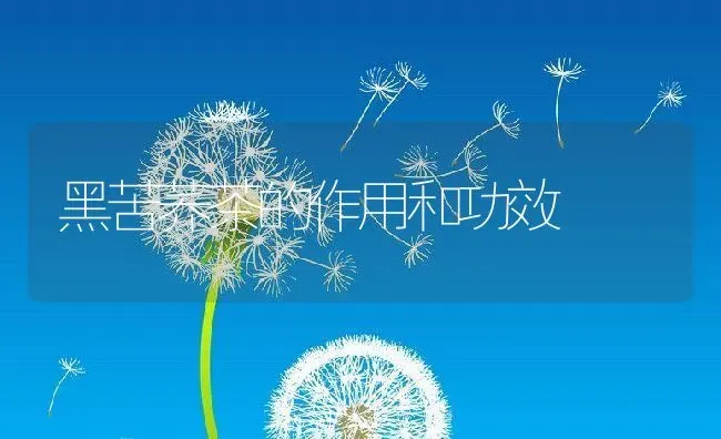 黑苦荞茶的作用和功效 | 养殖资料投稿