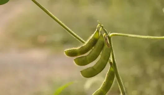 大豆的田间管理要点