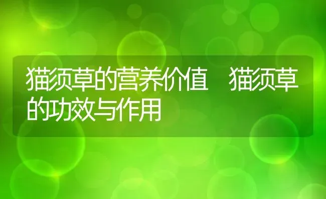 猫须草的营养价值 猫须草的功效与作用 | 养殖资料投稿