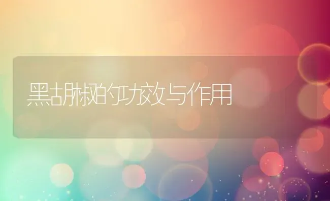 黑胡椒的功效与作用 | 养殖资料投稿