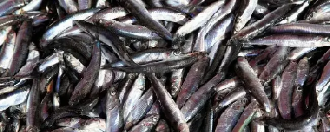 尖沙鱼是淡水鱼吗