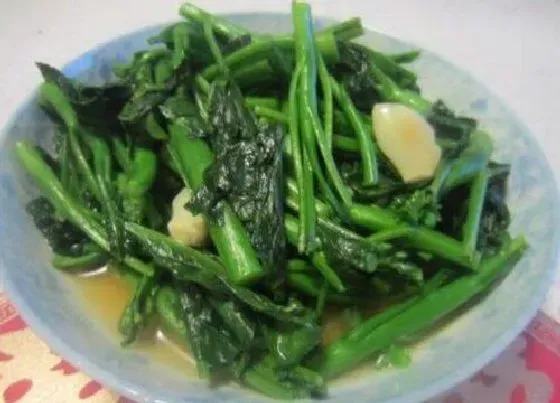 蔬菜|卷心菜和橄榄菜是一种菜吗