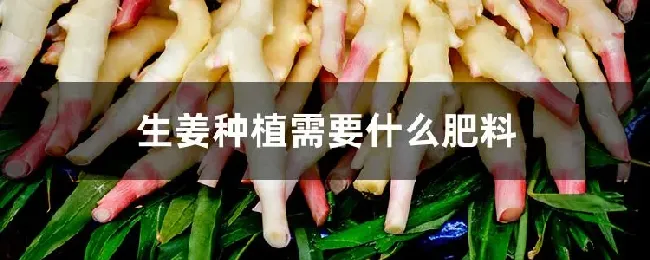 生姜种植需要什么肥料