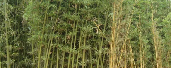 黄金竹是落叶还是常绿植物？