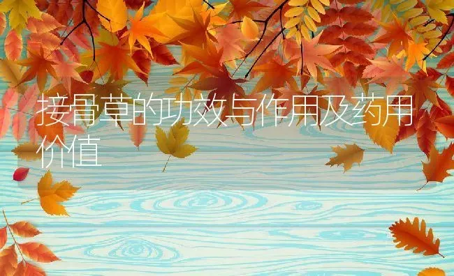 接骨草的功效与作用及药用价值 | 养殖资料投稿