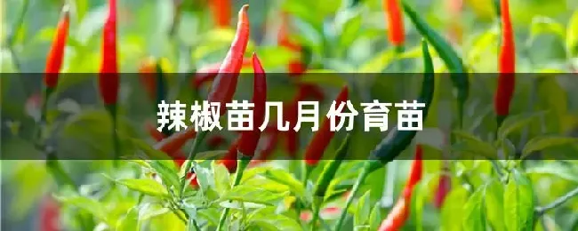 辣椒苗几月份育苗