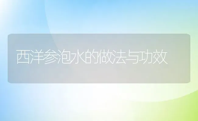 西洋参泡水的做法与功效 | 养殖资料投稿