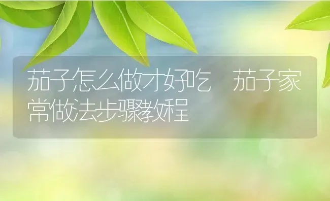 茄子怎么做才好吃 茄子家常做法步骤教程 | 养殖资料投稿