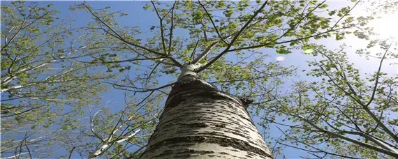 杨树种植技术要点