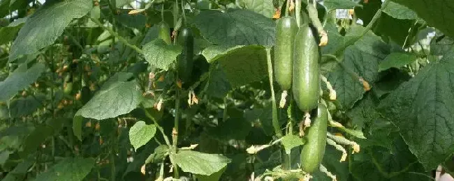 大棚黄瓜种植技术之黄瓜管理技术需要什么肥料好
