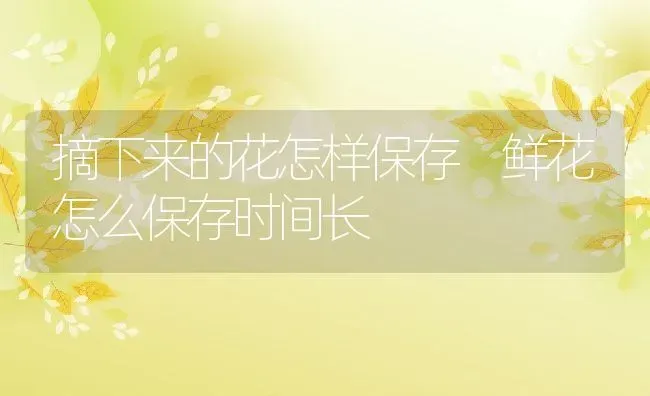 摘下来的花怎样保存 鲜花怎么保存时间长 | 养殖资料投稿