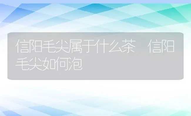 信阳毛尖属于什么茶 信阳毛尖如何泡 | 养殖资料投稿