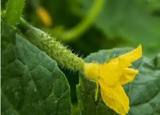 种菜|端午前后适合种什么蔬菜