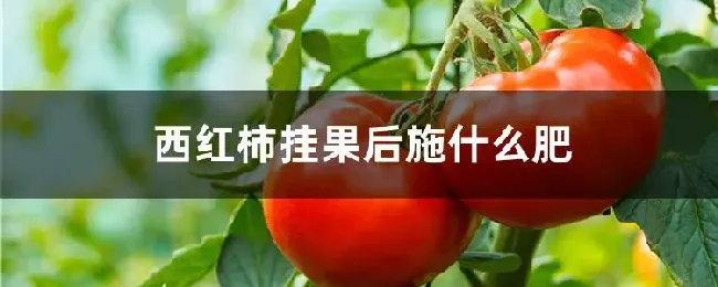 西红柿挂果后施什么肥