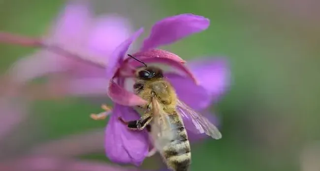 怎么知道附近有野生蜜蜂窝？