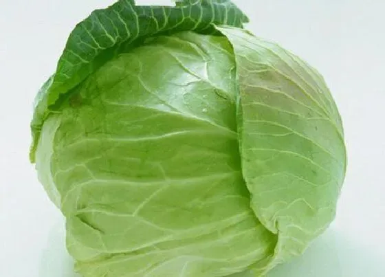 蔬菜|卷心菜和橄榄菜是一种菜吗