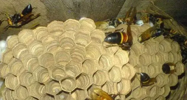 黑尾胡蜂几月份筑巢