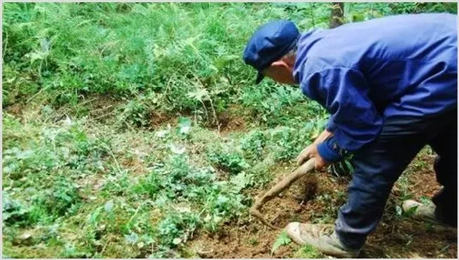 黄连种植效益 | 养殖项目前景