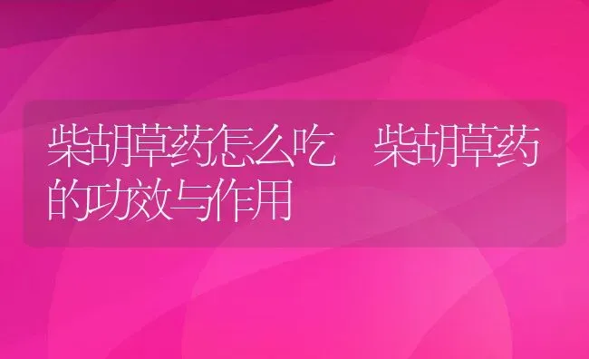 柴胡草药怎么吃 柴胡草药的功效与作用 | 养殖资料投稿