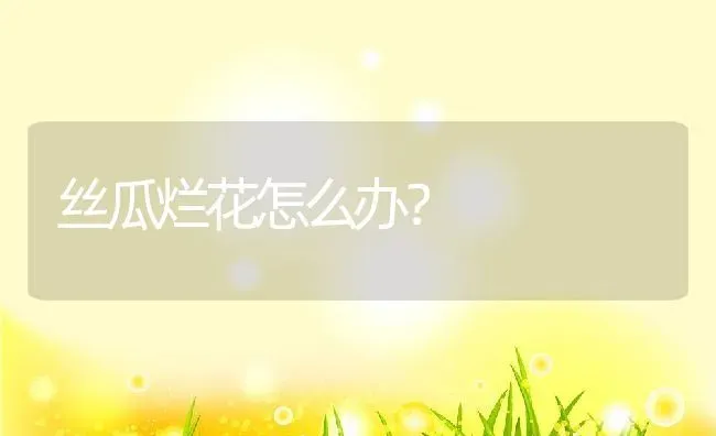 丝瓜烂花怎么办？ | 养殖资料投稿