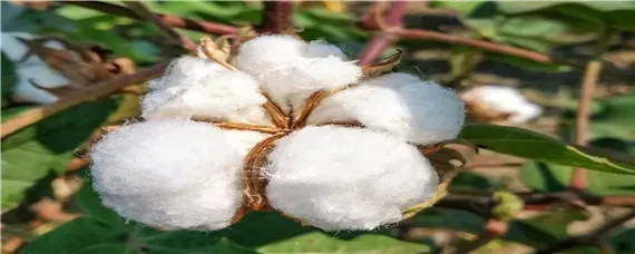 棉花最晚几月份种