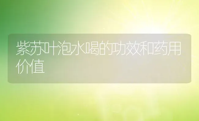 紫苏叶泡水喝的功效和药用价值 | 养殖资料投稿