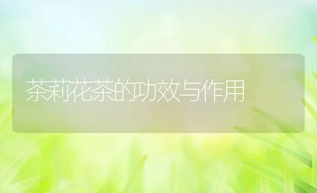 茶莉花茶的功效与作用 | 养殖资料投稿