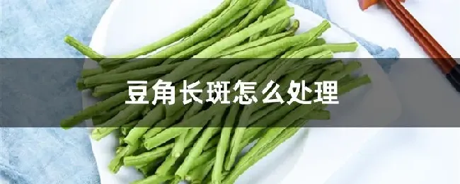 豆角长斑怎么处理