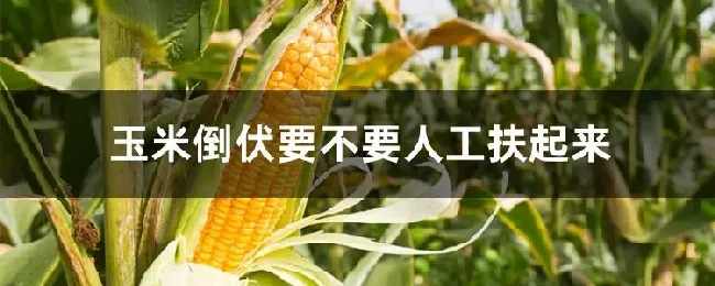 玉米倒伏要不要人工扶起来
