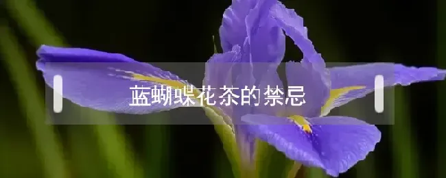 蓝蝴蝶花茶的禁忌