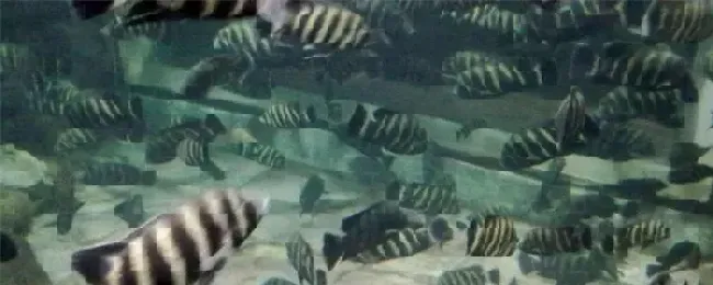 六间鱼能长多大