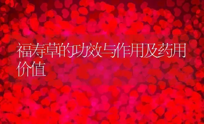 福寿草的功效与作用及药用价值 | 养殖资料投稿