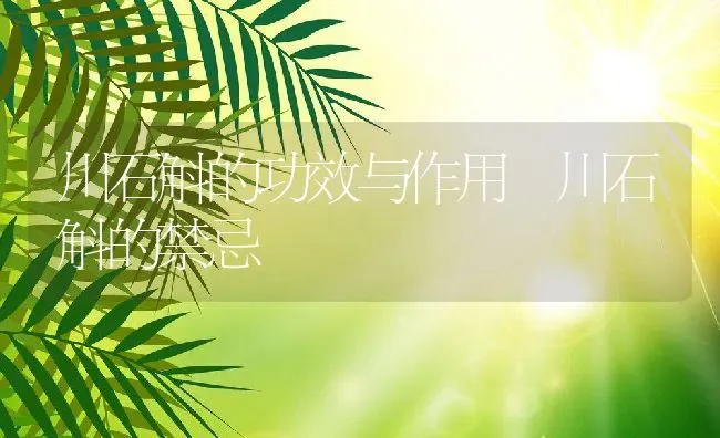 川石斛的功效与作用 川石斛的禁忌 | 养殖资料投稿