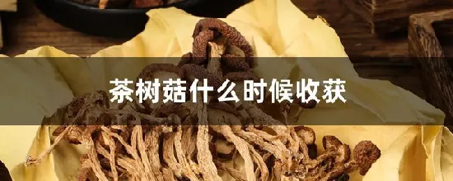 茶树菇什么时候收获