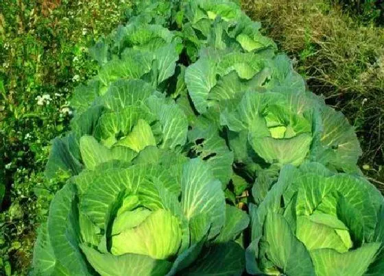 蔬菜|卷心菜和橄榄菜是一种菜吗