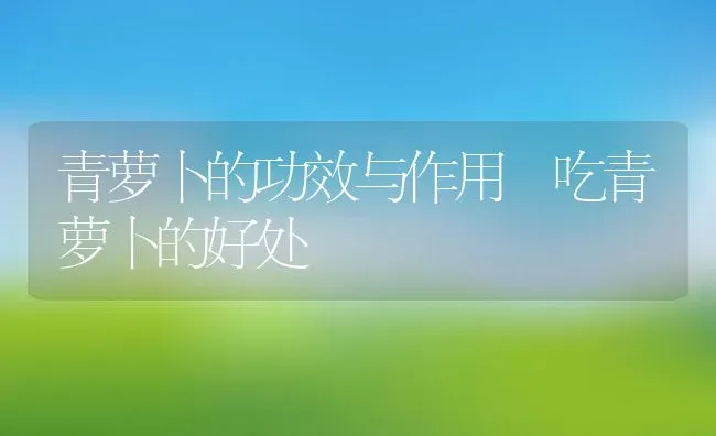 青萝卜的功效与作用 吃青萝卜的好处 | 养殖资料投稿