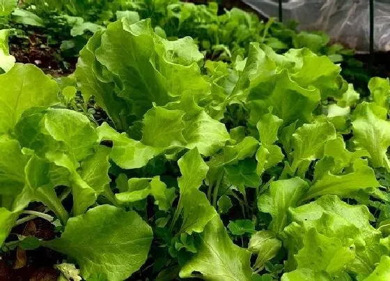 种菜|端午前后适合种什么蔬菜
