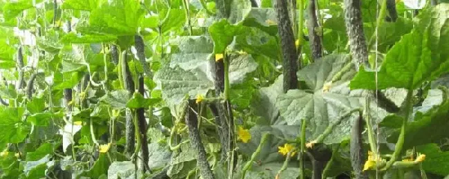 黄瓜怎么种植和管理一年可以种几次