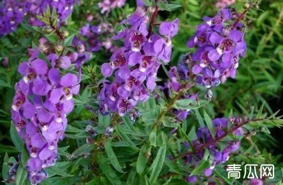 天使花的养殖方法 天使花的种植方法